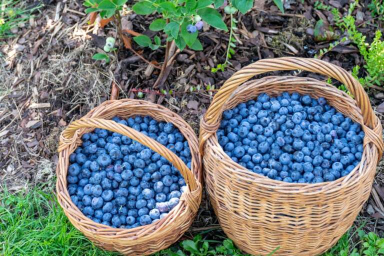 Recipes for Blueberry Season in New York