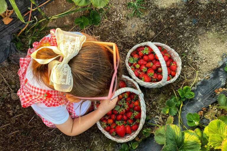 Eat with the Seasons | Recipes for Strawberry Season in WNY