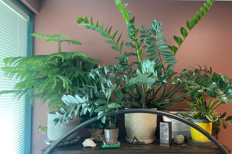 Purify Indoor Air with Plants